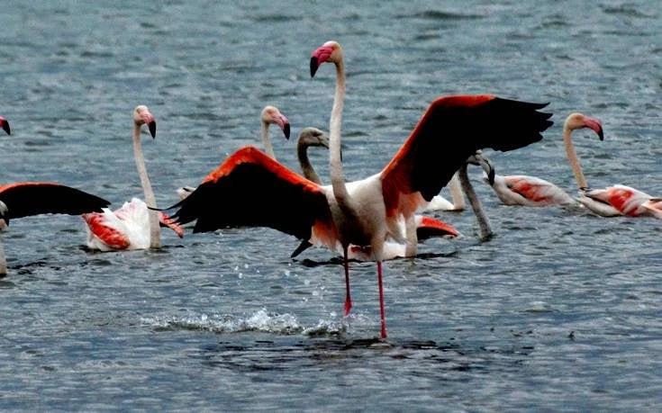 Γέμισε φλαμίνγκο το Ναύπλιο λόγω της κακοκαιρίας (εικόνες)